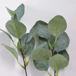 Eucalyptuksen oksa 5kpl