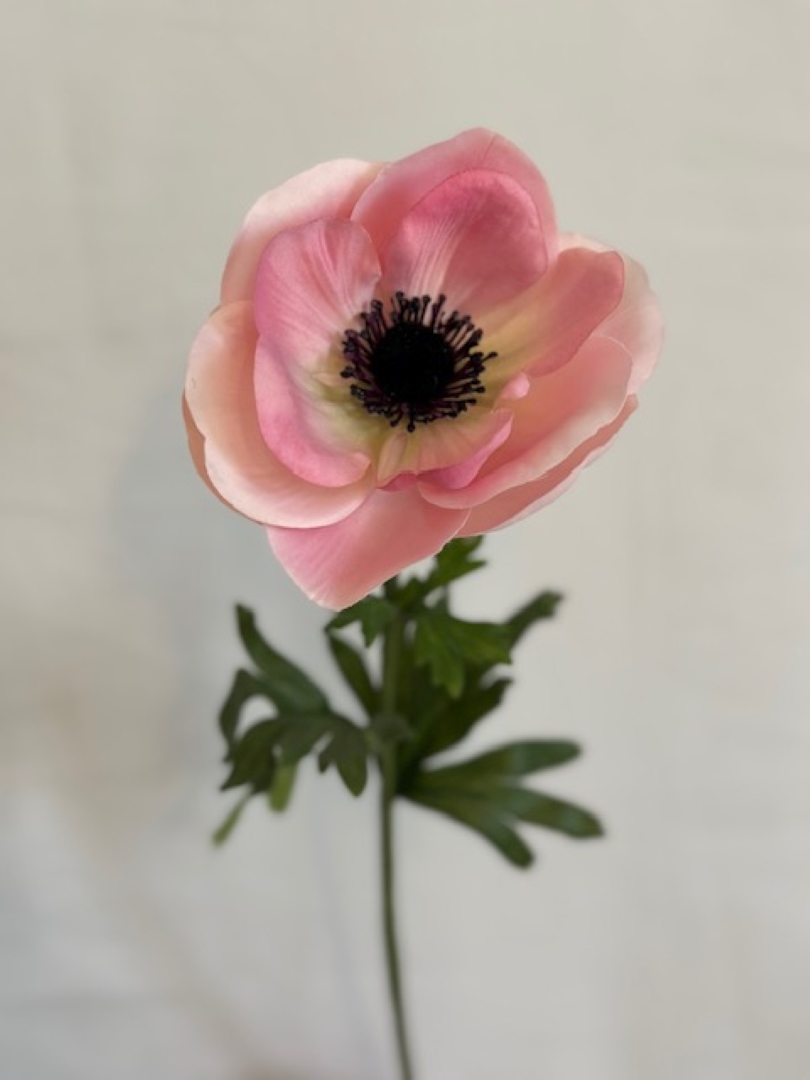 pinkki tekokukka anemone