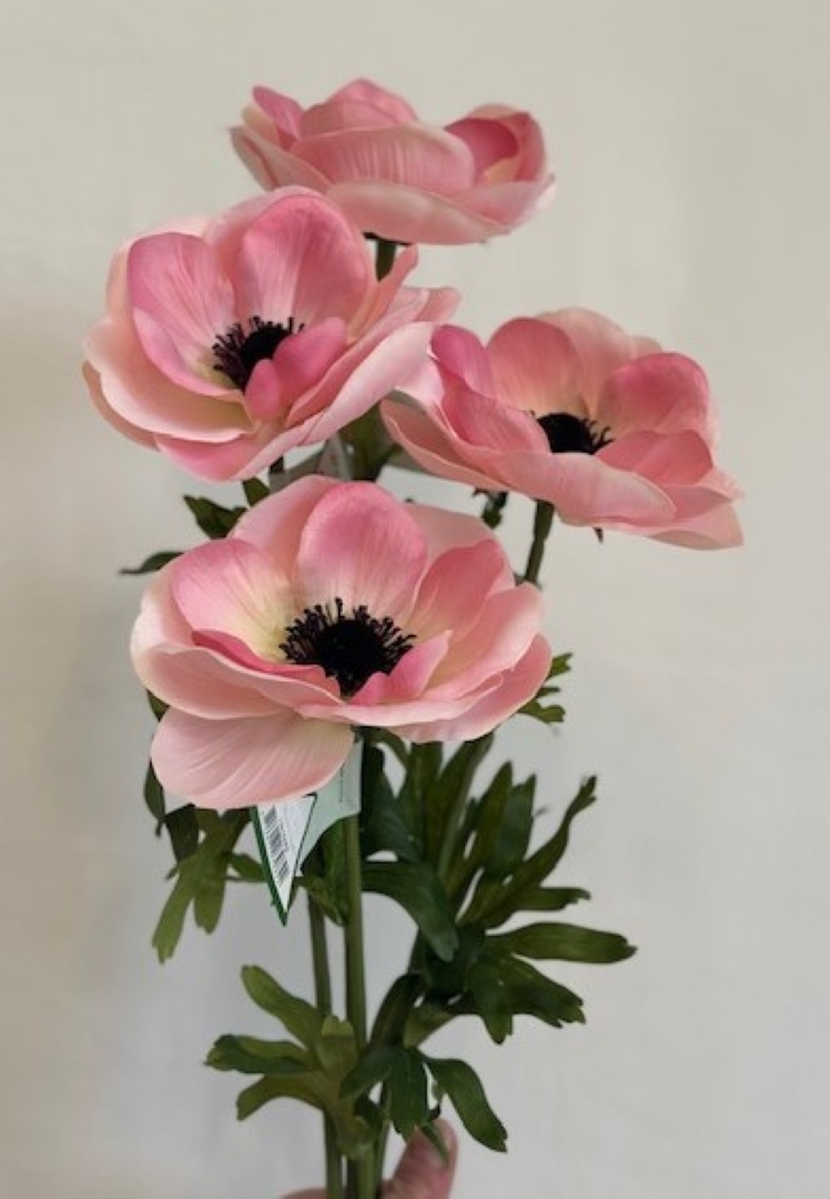 vaaleanpunainen tekokukka anemone, kruunuvuokko