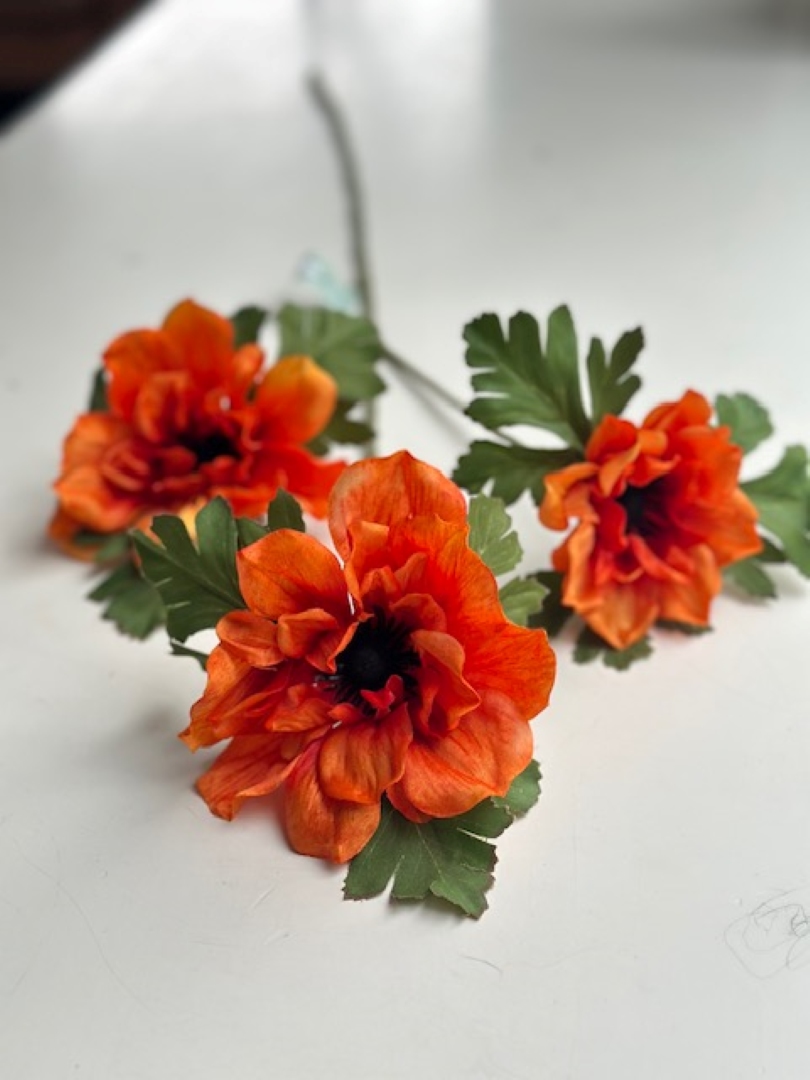 Silkkikukka anemone, kruunuvuokko