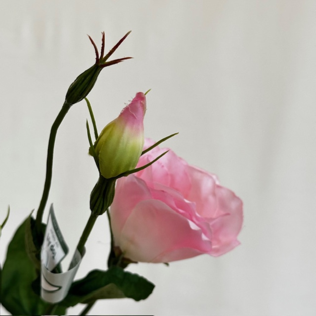 silkkikukka eustoma