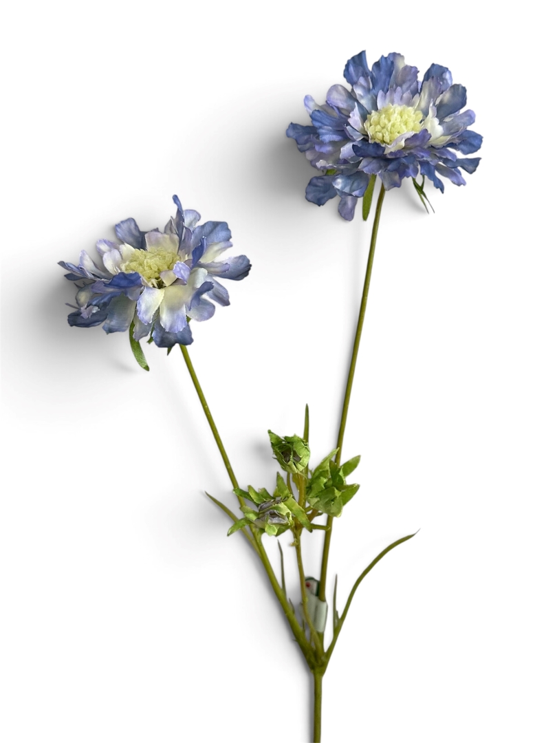 Scabiosa - Silkkikukka - Image 2