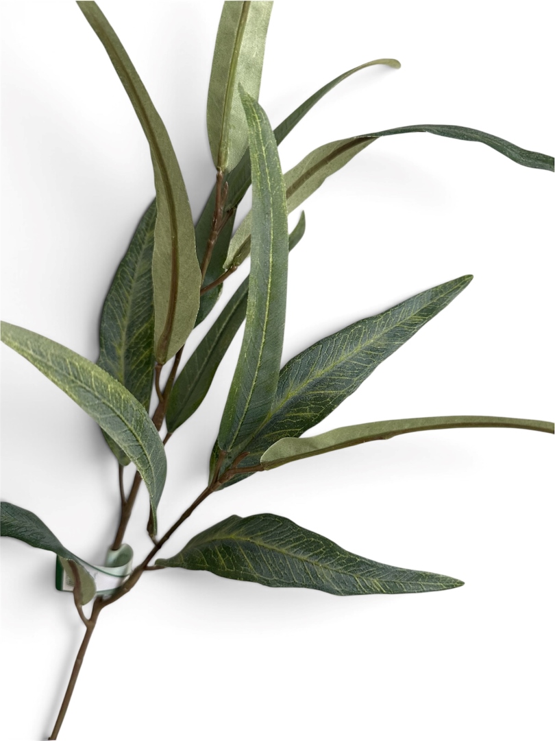 Eucalyptus globulus - Image 2